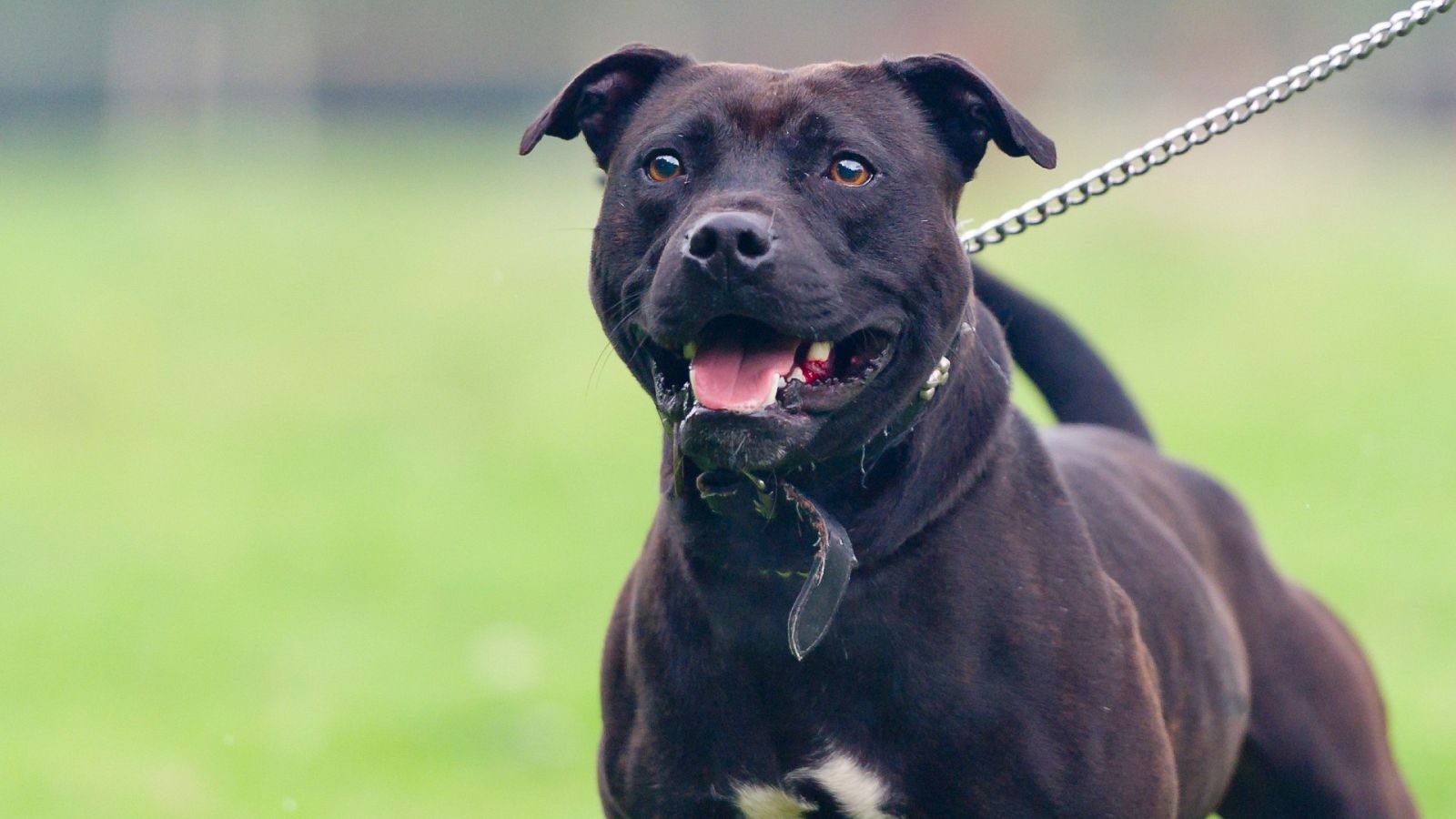 La lista de perros peligrosos atenderá a la conducta y no a la raza | Ver