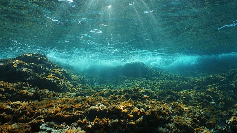 Descubren que las bacterias de las profundidades marinas producen un flujo desconocido de CO2 a la atmósfera