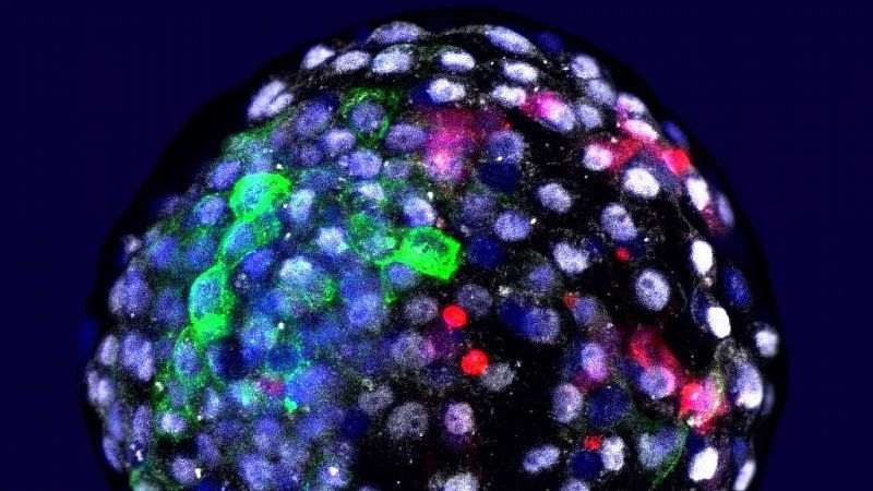 Científicos logran incorporar células humanas en embriones de mono