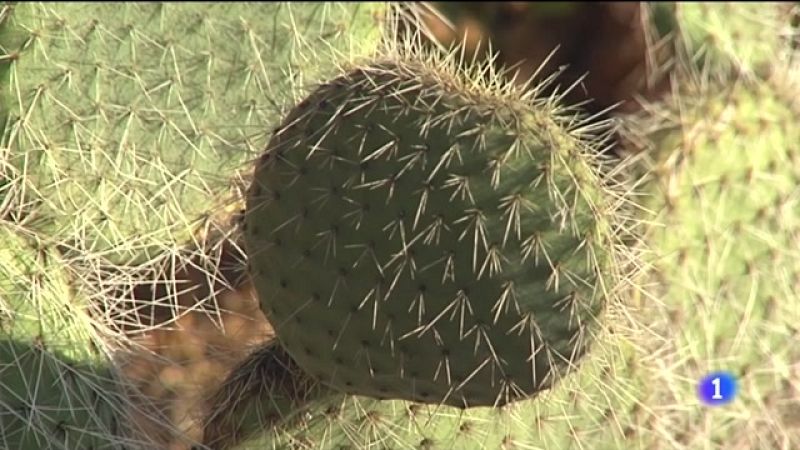 Más de cien plantas exóticas invasoras en El Hierro