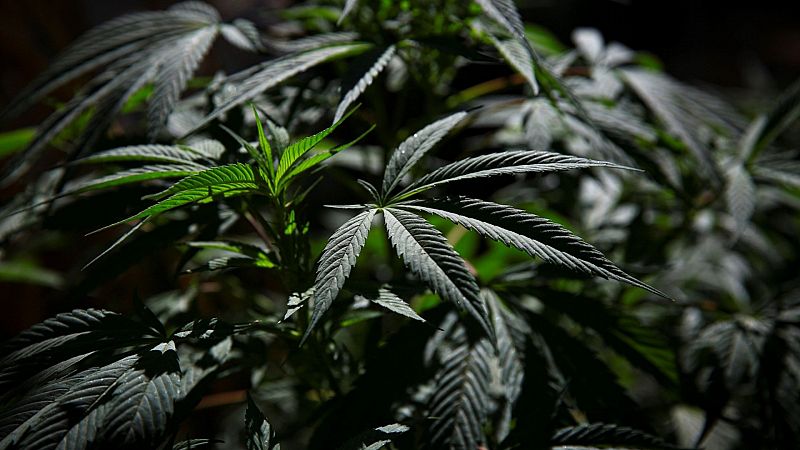 Los españoles se muestran a favor de legalizar la marihuana