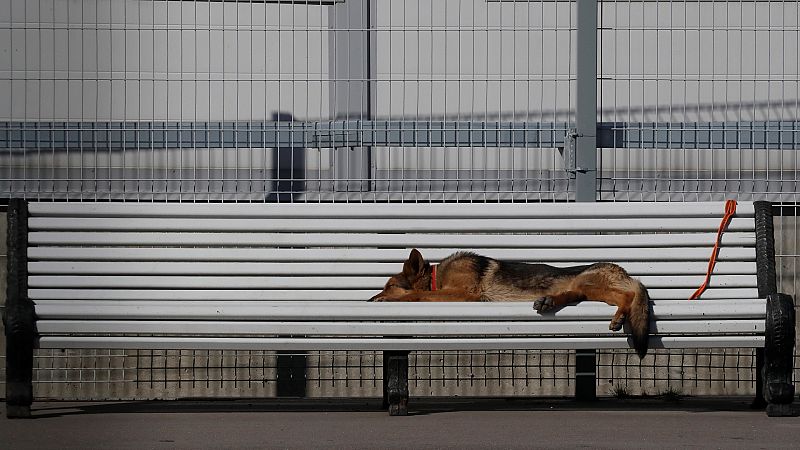 El Congreso abre la puerta a que los animales dejen de ser considerados cosas