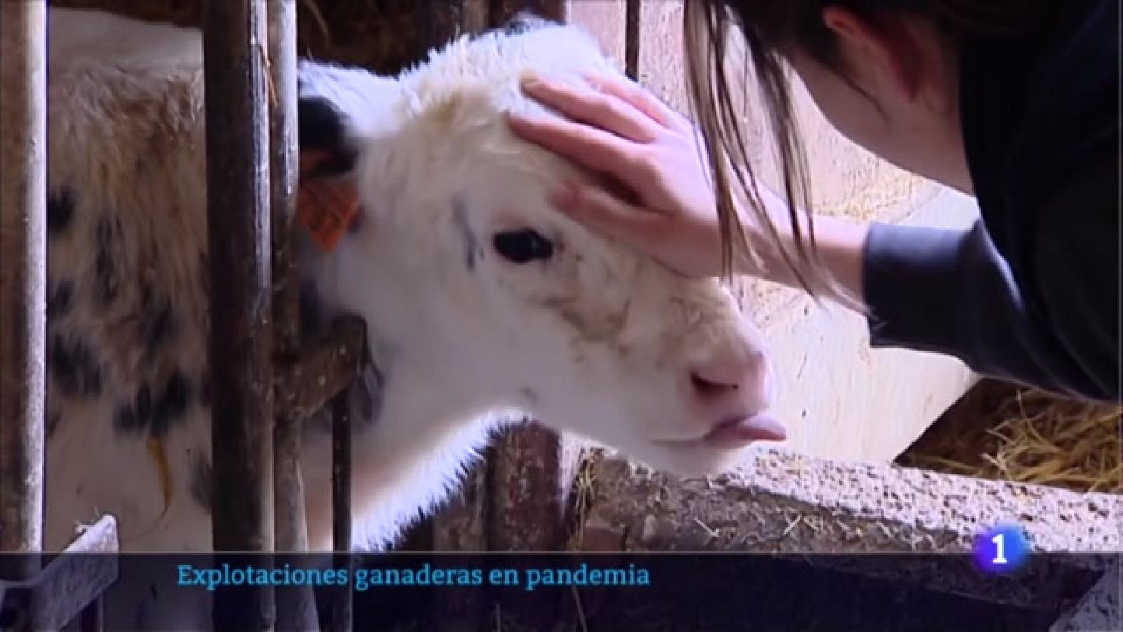 Explotaciones ganaderas en pandemia - Informativo Telerioja | Ver