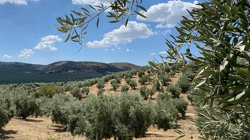 El paisaje del olivar de Jaén, candidato a la Lista de Patrimonio Mundial de la Unesco