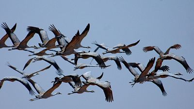 Las cuñas de RNE - Aves migratorias: una odisea de miles de kilómetros, en 'Memoria de delfín'