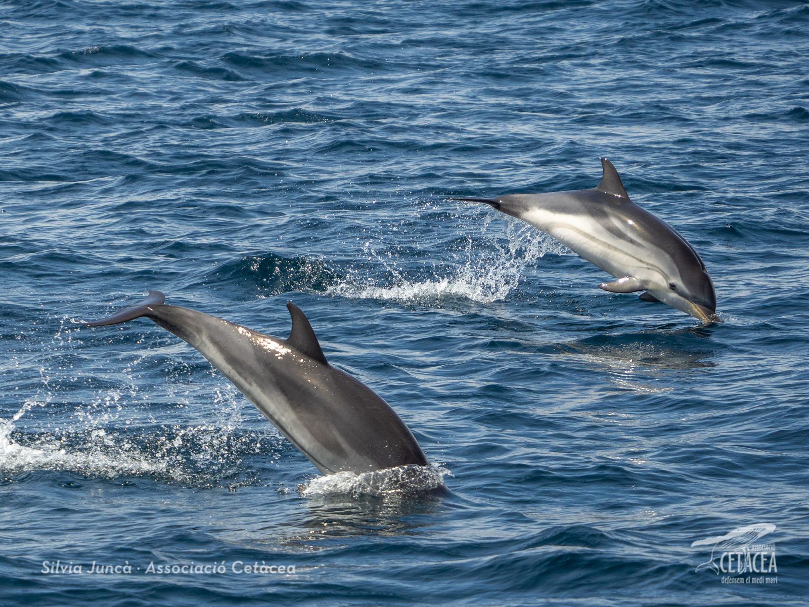 S'albiren 13 balenes i un grup de dofins a la costa del Garraf | Ver