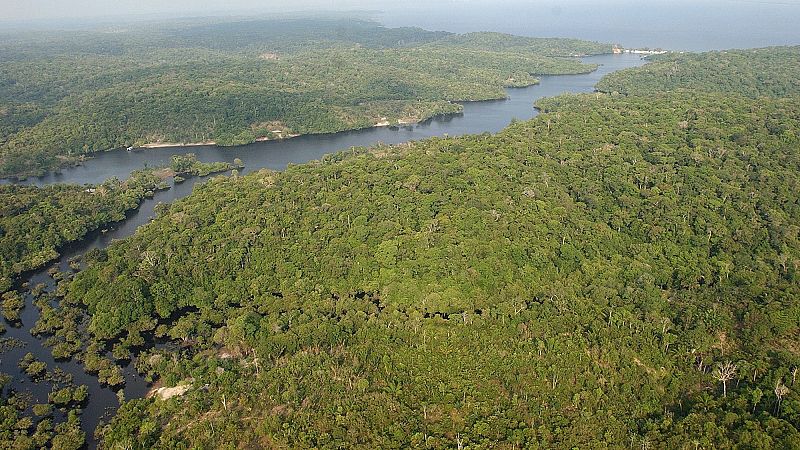 La selva del Amazonas lleva diez años expulsando más dióxido de carbono del que puede absorber