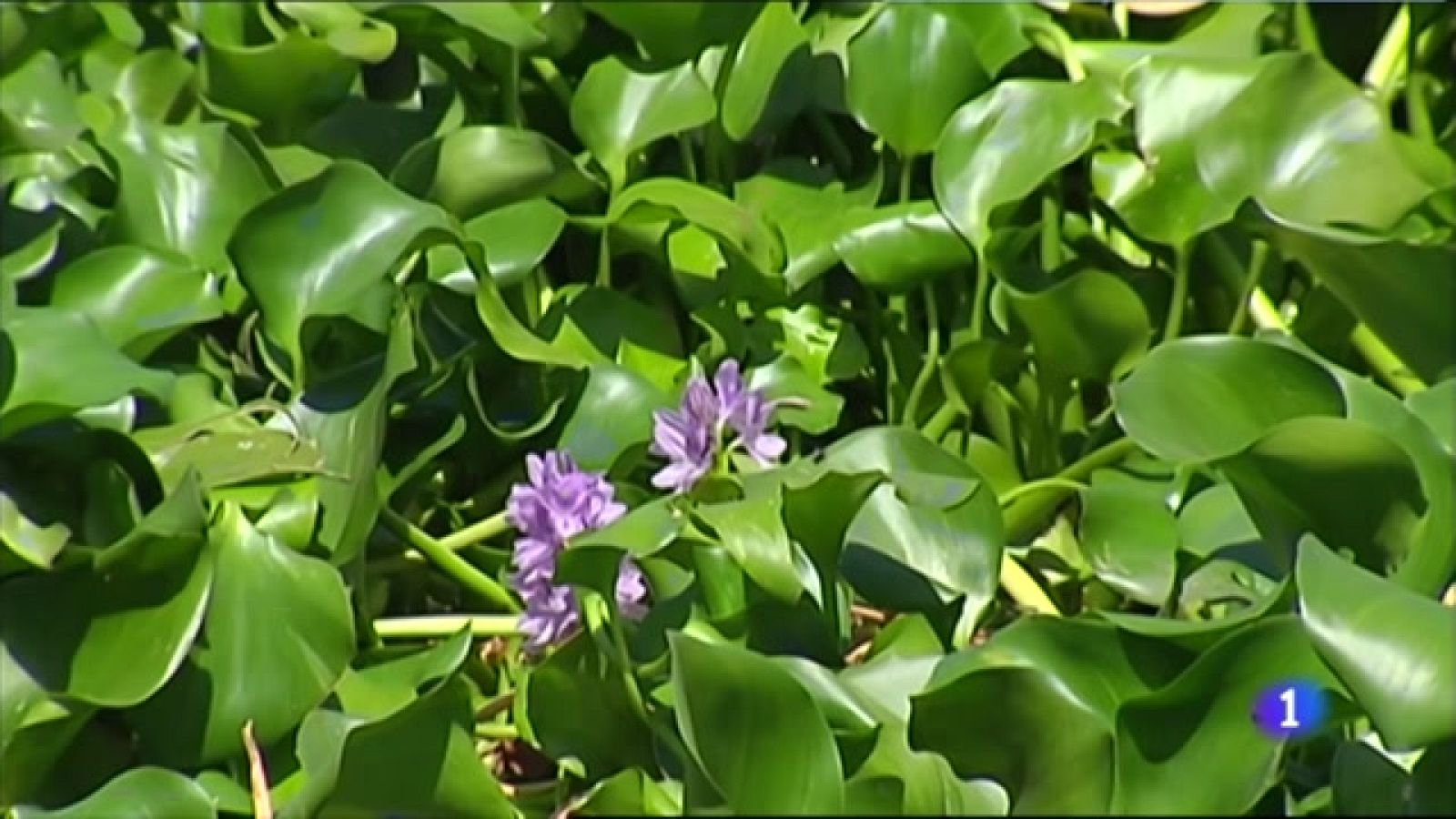 El camalote llega al Guadalquivir - Noticias Andalucía | Ver