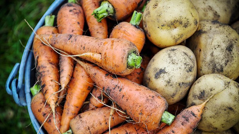 ¿Qué propiedades nos aportan los alimentos que crecen bajo tierra?