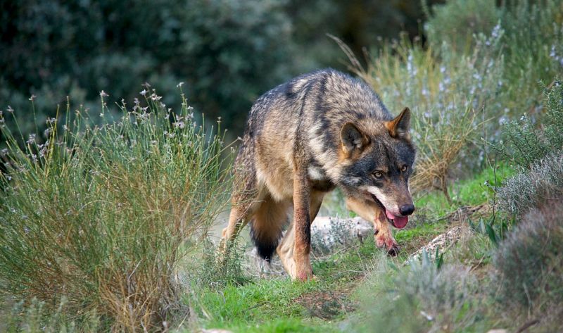 El Gobierno pondrá fin a la caza del lobo ibérico antes del 25 de septiembre