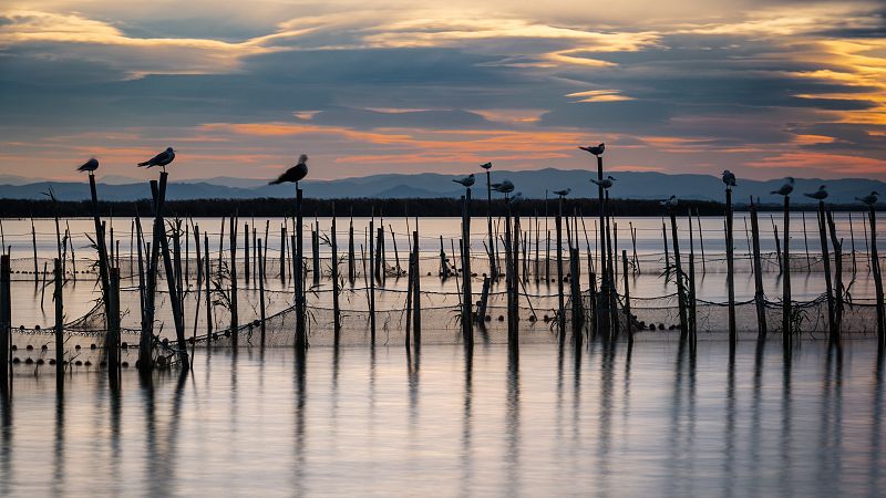 Ecologistas en Acción propone 117 medidas para frenar la pérdida de biodiversidad en España