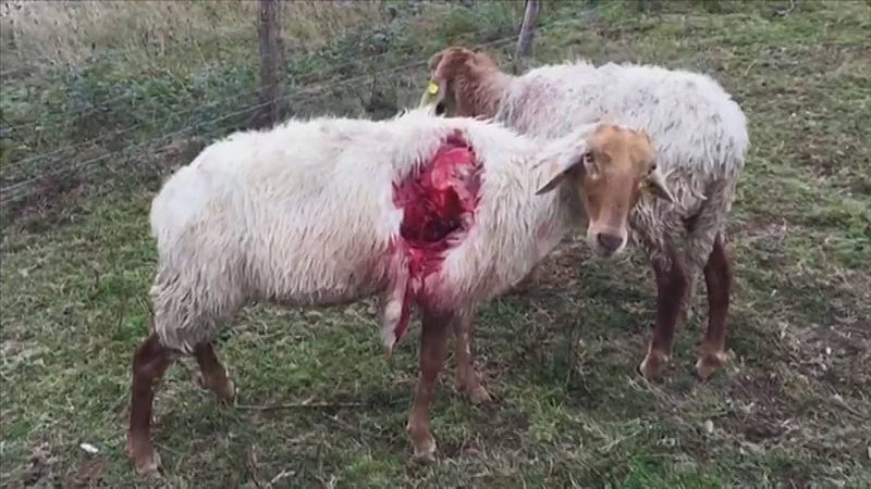 Gobierno y ganaderos  cántabros acusan al Ministerio de  deslealtad por la protección del lobo