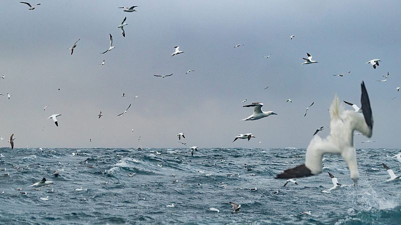 El cambio climático amenaza la reproducción de las aves marinas