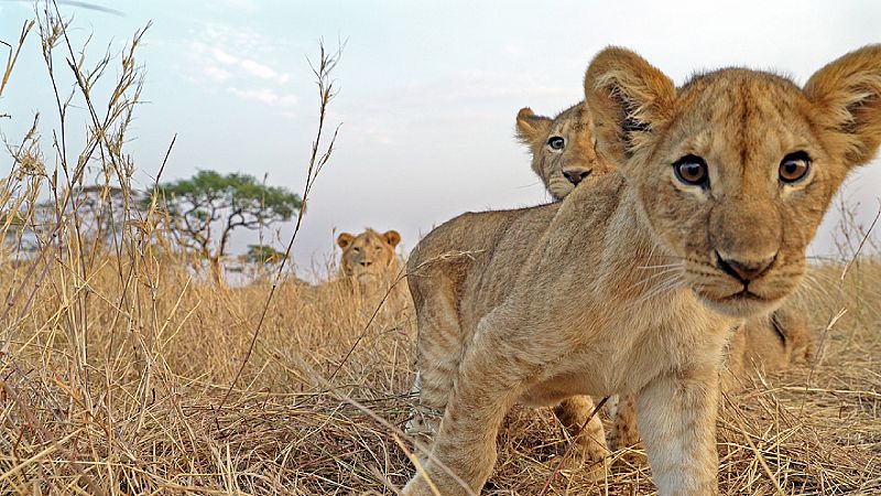 Documaster nos lleva al Serengueti, el lugar con ms vida salvaje, en el Da del Medio Ambiente