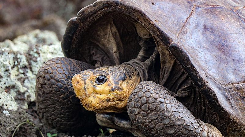 Encuentran en Galápagos a Fernanda, una tortuga que se creía extinguida hace más de cien años