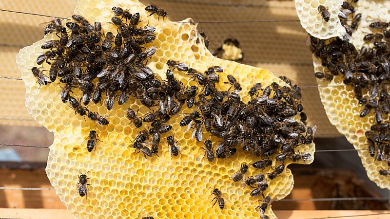 Las abejas son esenciales para el futuro de los ecosistemas