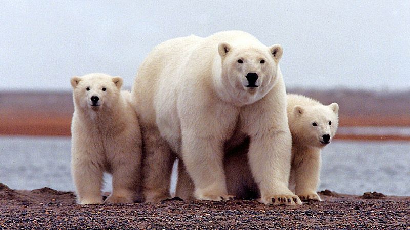 Biden anula otra medida de Trump y suspende la explotación de hidrocarburos en el Ártico