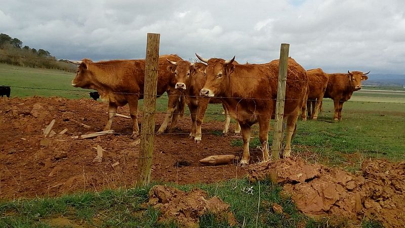 La hipervaquera de Noviercas y/o el futuro de Soria: luces y sombras del proyecto para crear la mayor granja de Europa