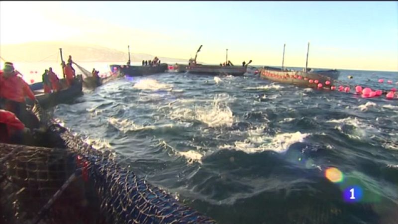 La campaña del atún de almadraba llega a su fin