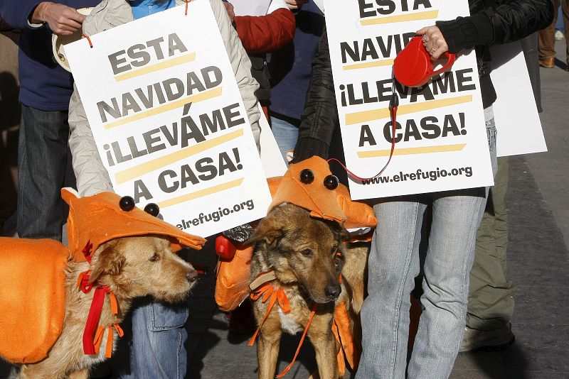 Disfrazan a cuatro perros de langostino para felicitar la Navidad y promover la adopción