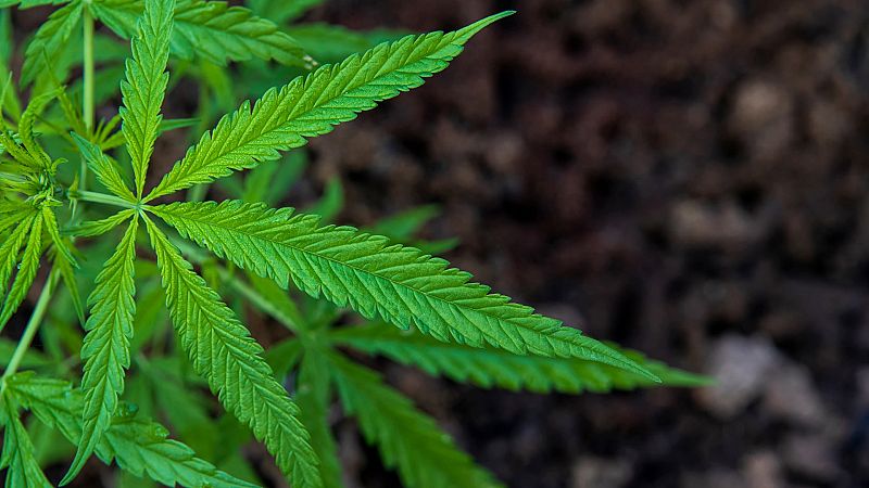Portugal retoma el debate sobre el autoconsumo y cultivo de cannabis