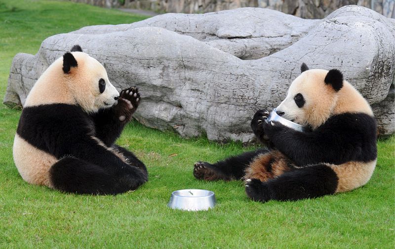 China regala a Taiwan dos osos panda por Navidad para estrechar lazos