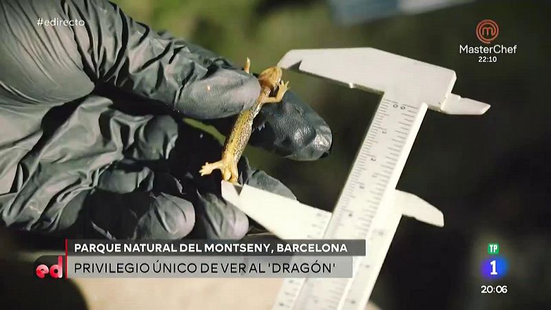 Evelyn Segura se va en busca del misterioso tritón del Montseny