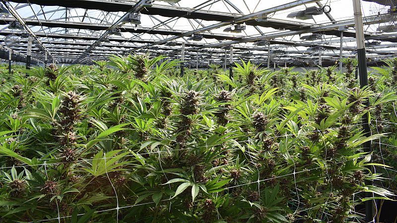 Marruecos aprueba la ley del cannabis terapéutico, pero seguirá castigando los usos "recreativos"