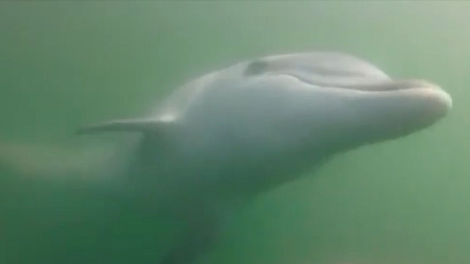 Manoliño, el delfín de la ría de Noia