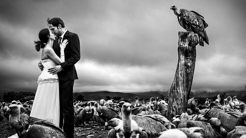 ¿Una foto de bodas entre buitres? ¡Solo se le ocurre al fotógrafo Víctor Lax!