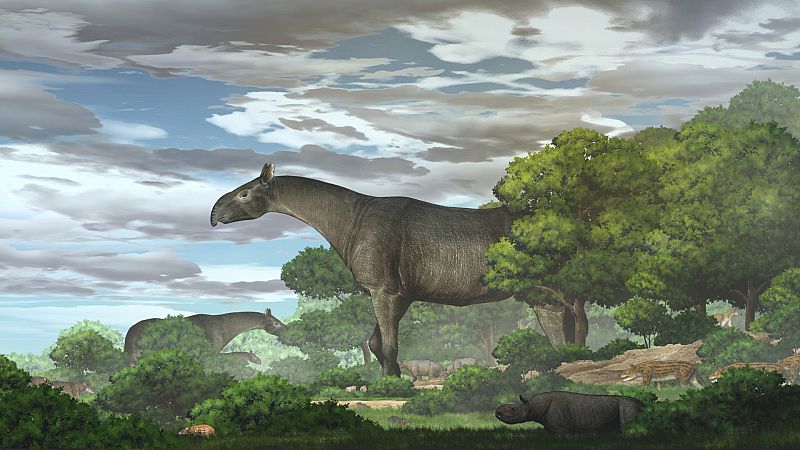 Hallan en Asia una nueva especie de rinoceronte gigante, el mamífero más grande descubierto hasta la fecha