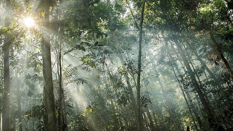 La Amazonia se expone a severas sequías por el cambio climático