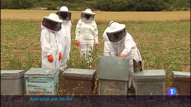 Apicultor por un día en La Alcarria conquense