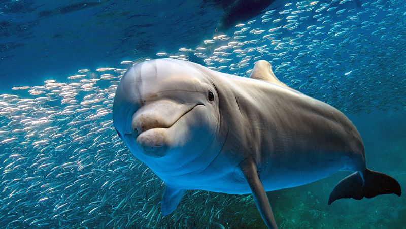 Los delfines adaptaron su esperma para reproducirse en el medio acuático