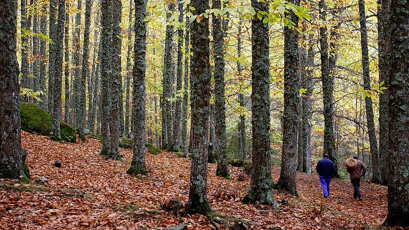 Expertos y vecinos se unen para proteger el milenario castañar de El Tiemblo