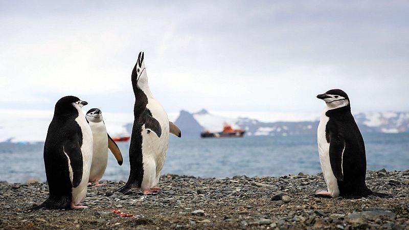 Hallan una "amplia presencia" de microplásticos en la dieta de los pingüinos de la Antártida