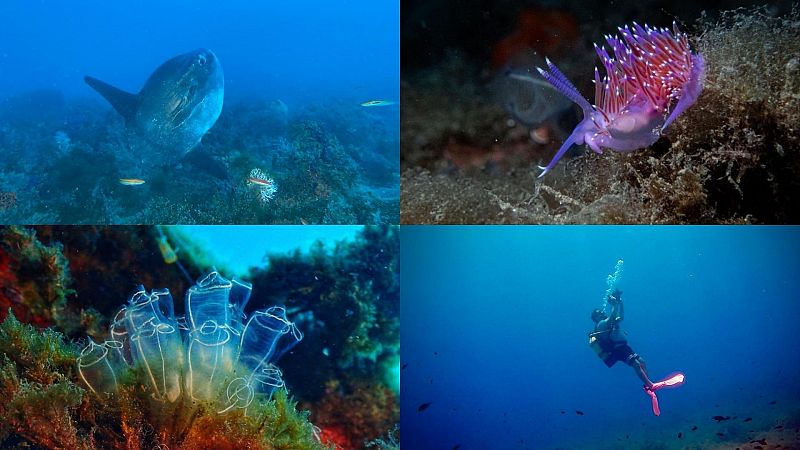 ¿Dónde y cómo hacer turismo submarino? ¡Descubre estos planes únicos bajo el fondo del mar!