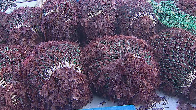 El 'oro rojo', con este nombre se conoce al alga marina ocle que se recolecta frente a las costas cantábricas