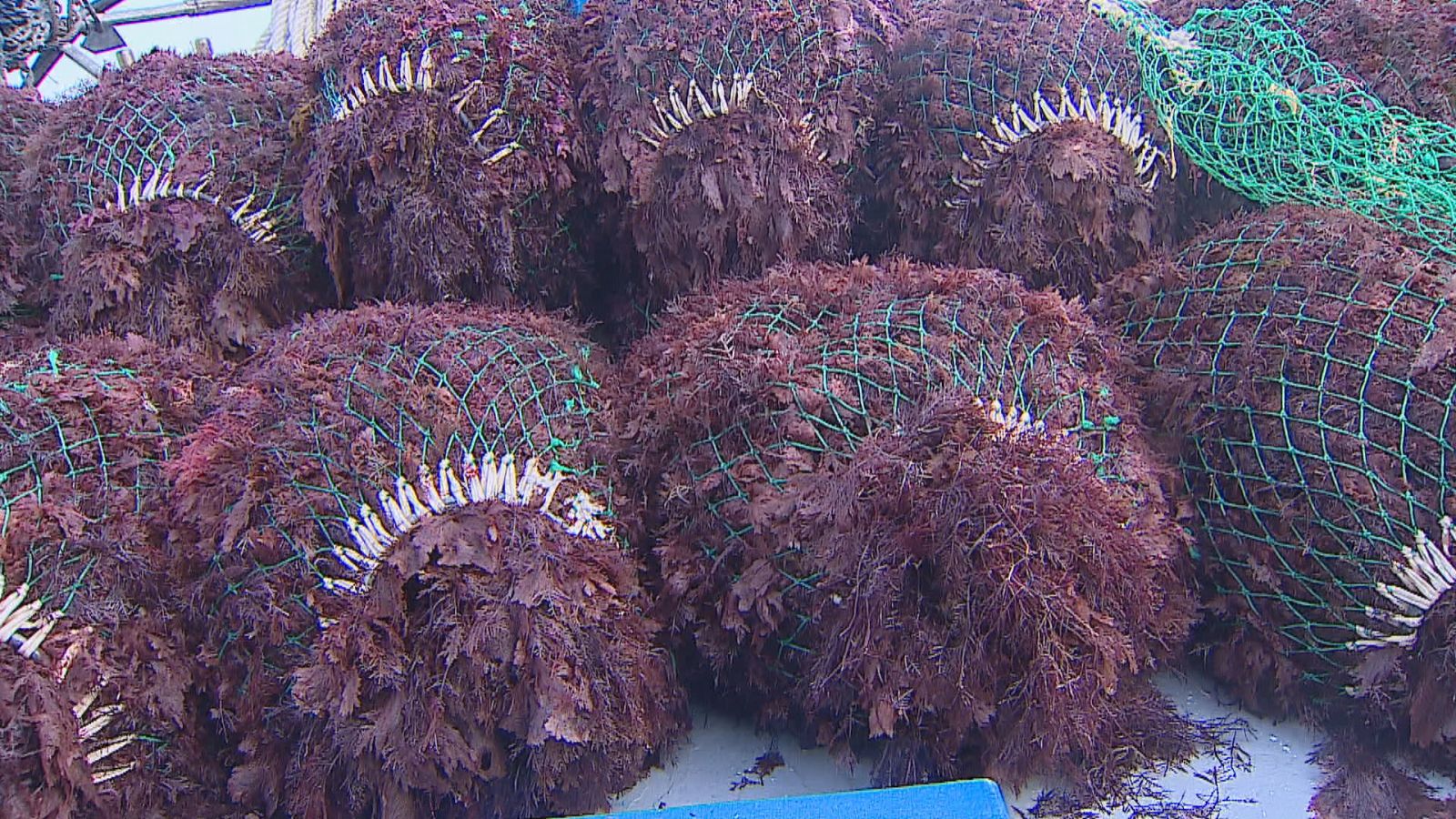 El milagro del ocle asturiano y su uso en la alta cocina