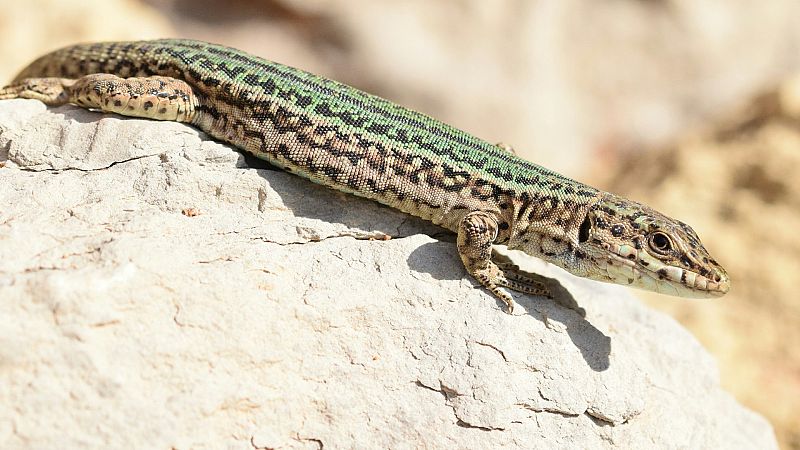 La lagartija de Ibiza, un emblema en peligro de extinción: en el 40% de la isla ya han desparecido