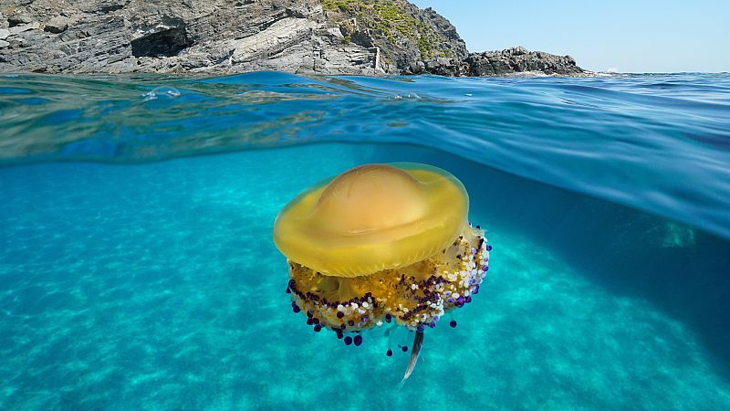 La medusa simbionte se adaptará a futuras condiciones del mar