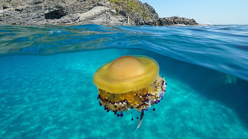La medusa simbionte se adaptará a futuras condiciones del mar