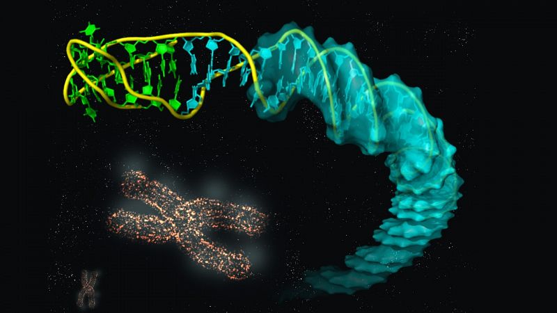 Científicos del CSIC describen la estructura de las uniones entre diferentes tipos de ADN