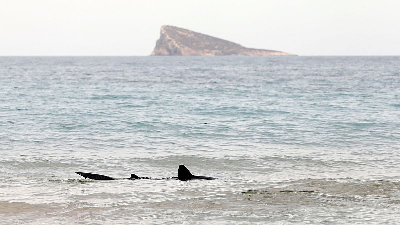 Un tiburón varado obliga a desalojar durante unas horas la playa de Poniente de Benidorm