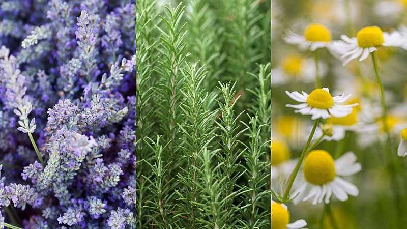 Lavanda, manzanilla, romero... ¿qué plantas aromáticas nos ayudan a relajarnos?