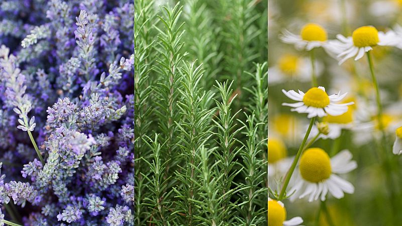 Lavanda, manzanilla, romero... ¿qué plantas aromáticas nos ayudan a relajarnos?