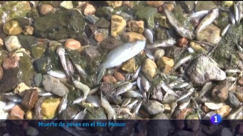 Cientos de peces muertos vuelven a cubrir el Mar Menor