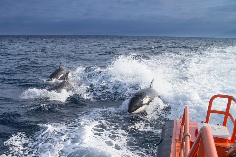 Restringida la navegación a veleros por incidentes con las orcas en aguas del Estrecho