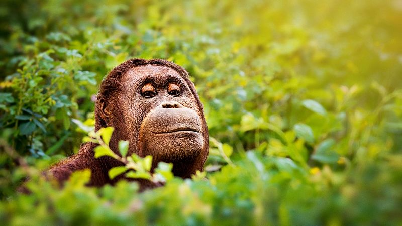 El orangután: peligros, amenazas y similitudes con nosotros
