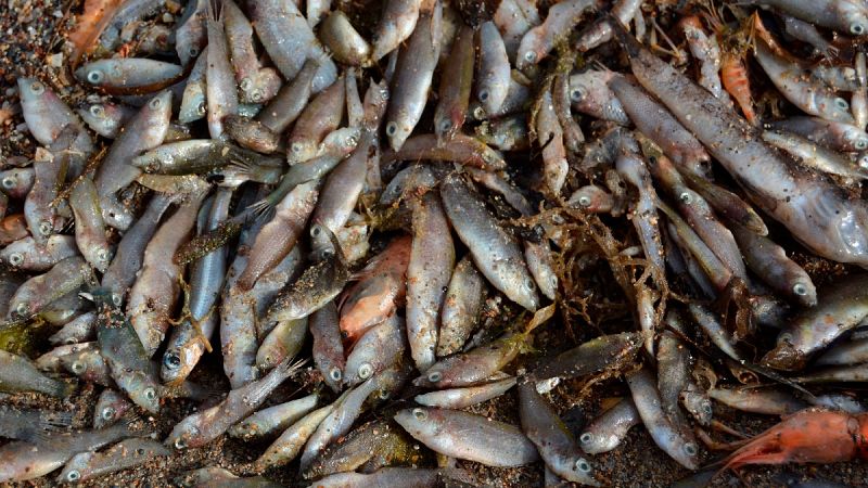 Los peces muertos del Mar Menor aparecen ahora también en el norte de la albufera, según WWF